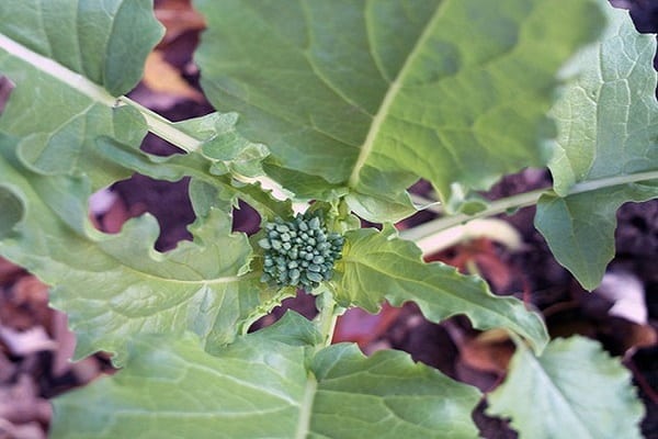 insectes gloutons