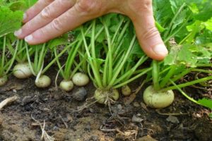 Turnip pests and diseases and the fight against them with chemicals and folk remedies, how to process and how to protect