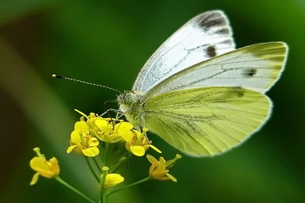 dots on the wings