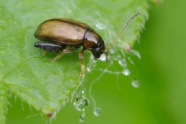 Cruciferous fleas