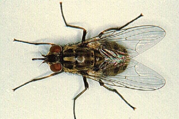 mosca de la col