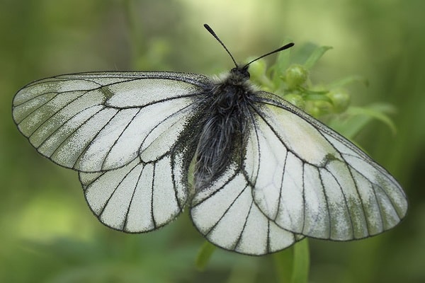 Hawthorn butterfly