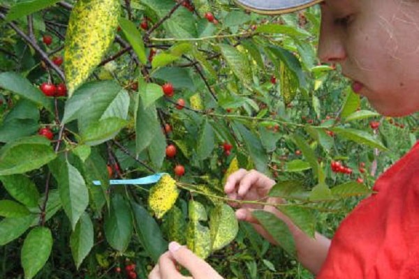 vérification d'arbre