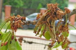 Comment traiter les cerises contre les ravageurs au printemps et en automne, méthodes de contrôle et de protection