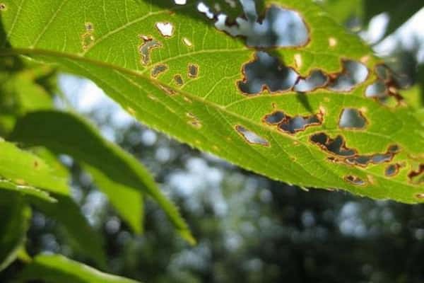 leaves in holes