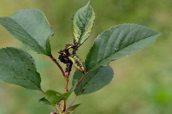 insectes nuisibles