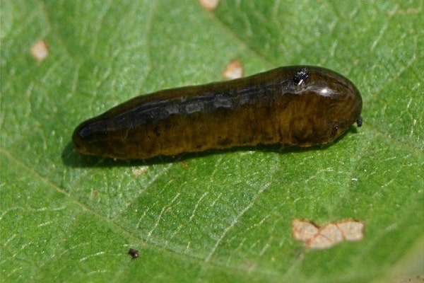 sawfly berlendir