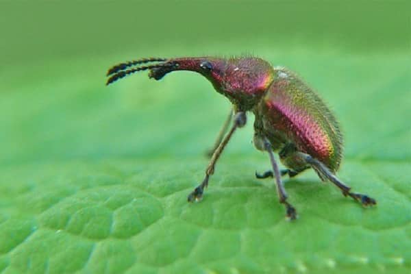 weevil slon