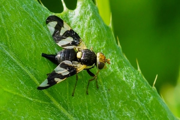 mosca de la cereza