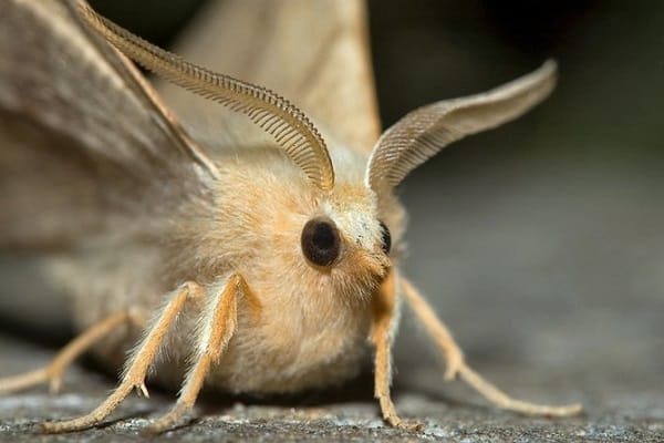 white moth