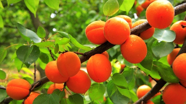 fresh apricots