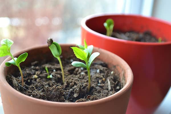 cherry seedlings