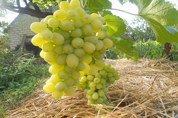 brosses à fruits