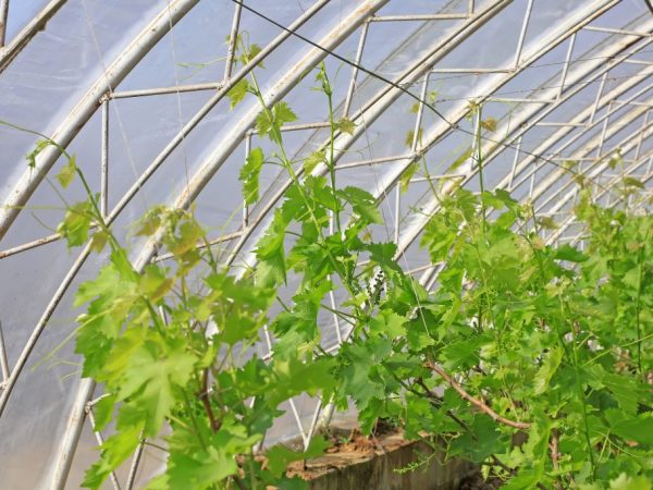 branches of grapes in a greenhouse