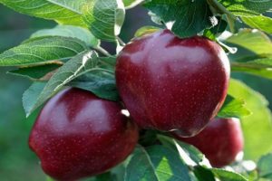 Descripción de la variedad de manzanas Black Prince y Johnaprince, propiedades útiles e historia.