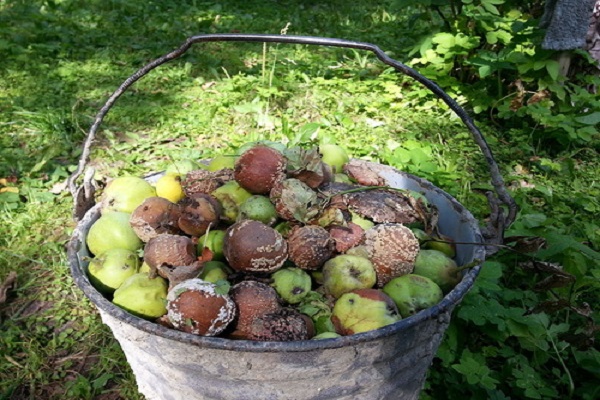 frutas podridas