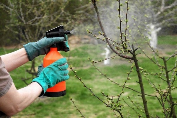 fruit trees