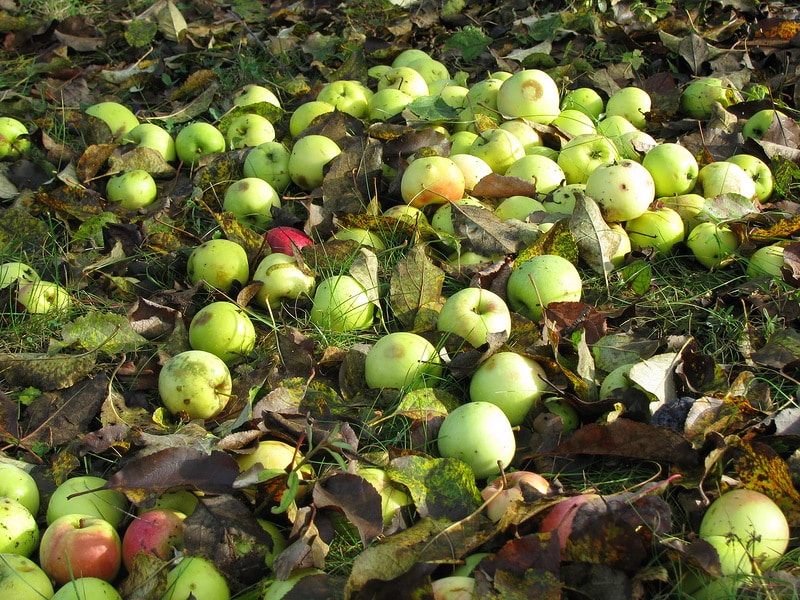 manzanas cayendo