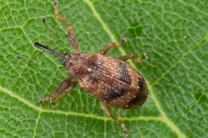 Apple flower beetle