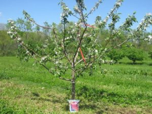 Por qué el manzano puede no dar frutos después de la floración y qué hacer si no hay ovarios.