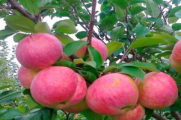 manzanas de invierno