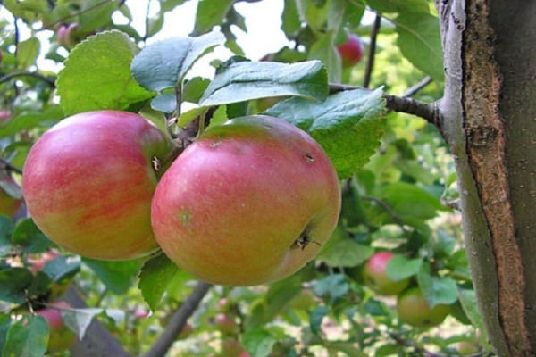 rendimiento de variedad