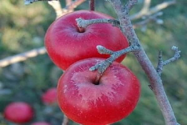 ravageurs sur les fruits