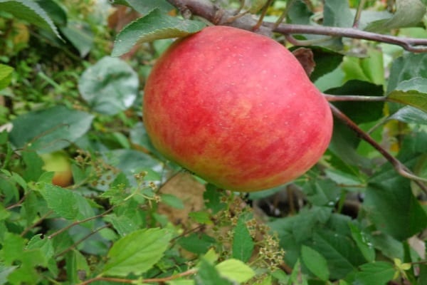 apple seedlings