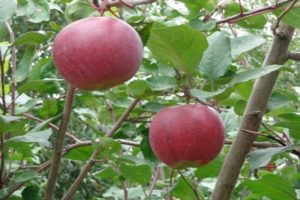 Caractéristiques et description de la variété de pomme Aprelskoe, régions de culture et résistance aux maladies