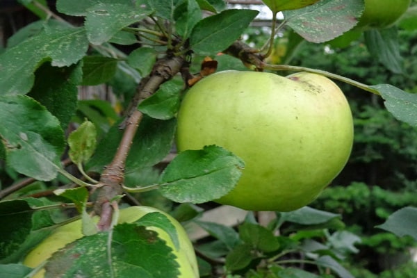 planta en el norte