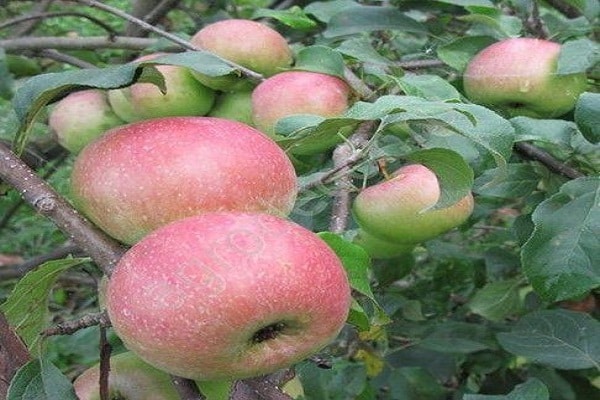 árbol frutal