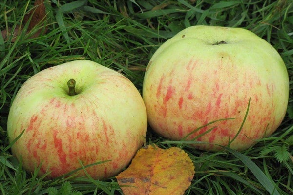 adult apple tree