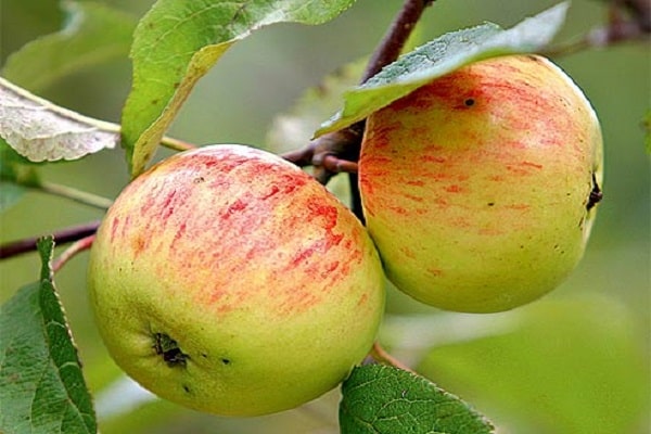 ripening of fruits