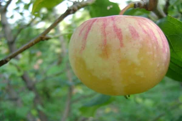 chélidoine aux pommes