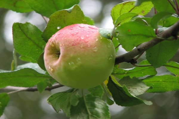 fruta en gotas