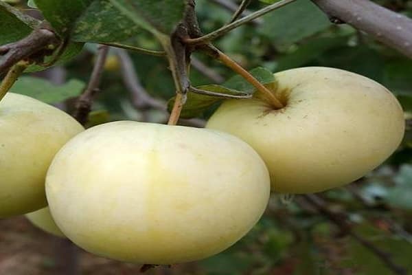 variétés croisées