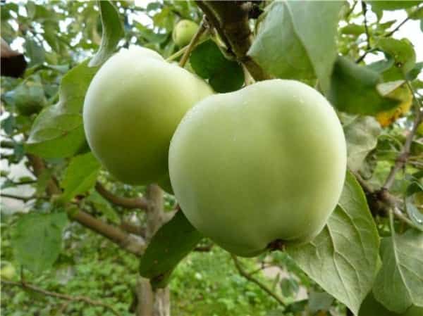 fruta en el árbol