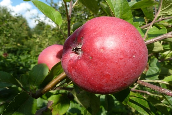 récolte de fruits