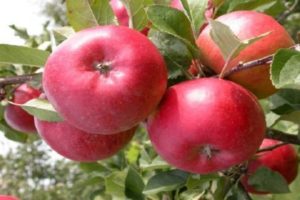 Description de la variété et du rendement de la pomme Enterprise, régions de culture et résistance à l'hiver