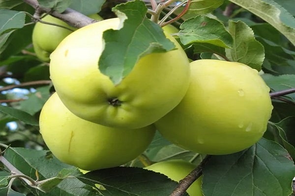 apple trees