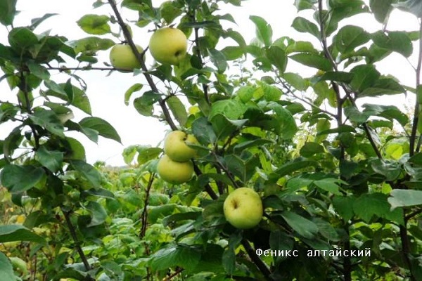 frequency of fruiting