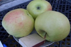 Description of the apple variety Phoenix Altai, advantages and disadvantages, yield