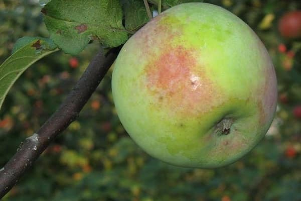 récolte de fruits