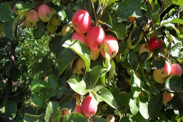 récolte de fruits