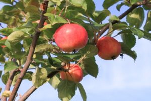 Descripción de la variedad de manzana Gornoaltaiskaya, características de cultivo e historial de reproducción.