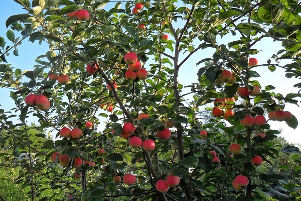 berry plant