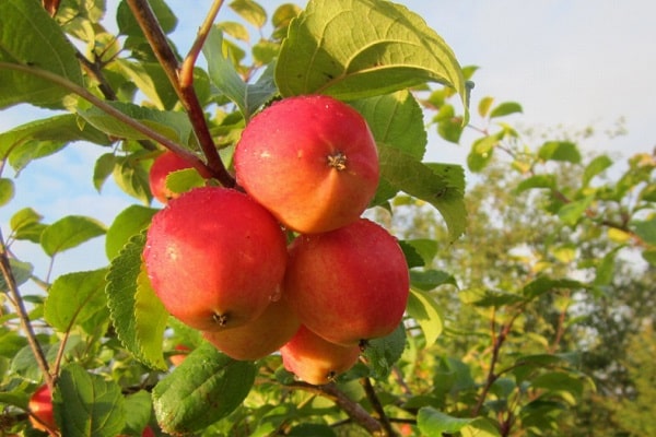 resistencia a las heladas de manzana