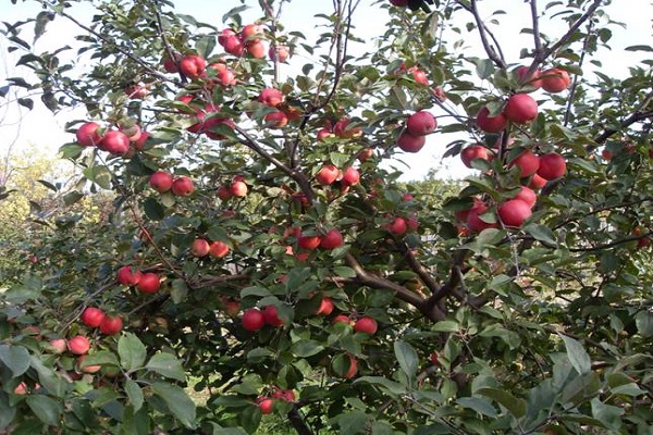 frutos rojos