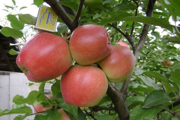 apple tree characteristics