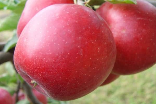 árbol de manzana